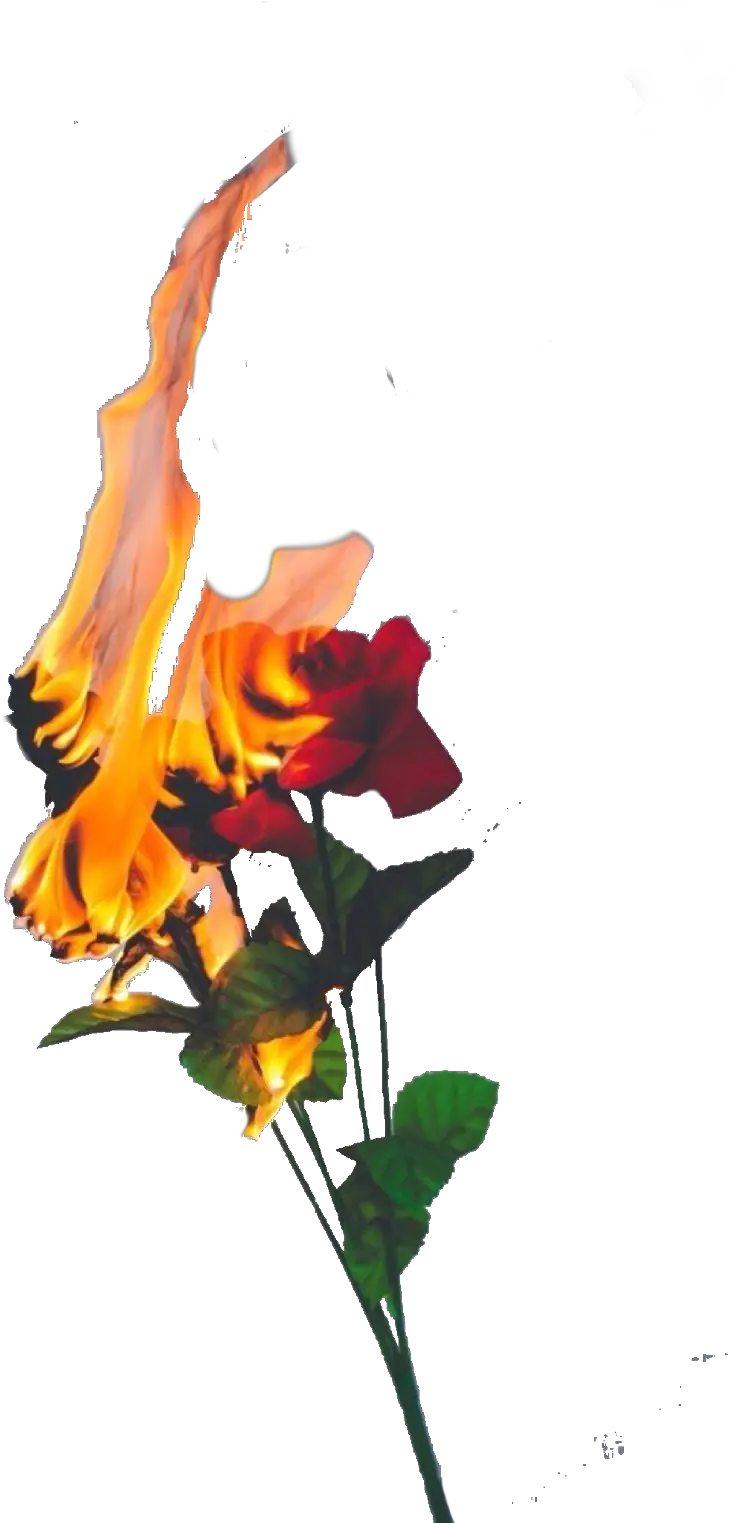  roses fire flames freetoedit Burning Rose