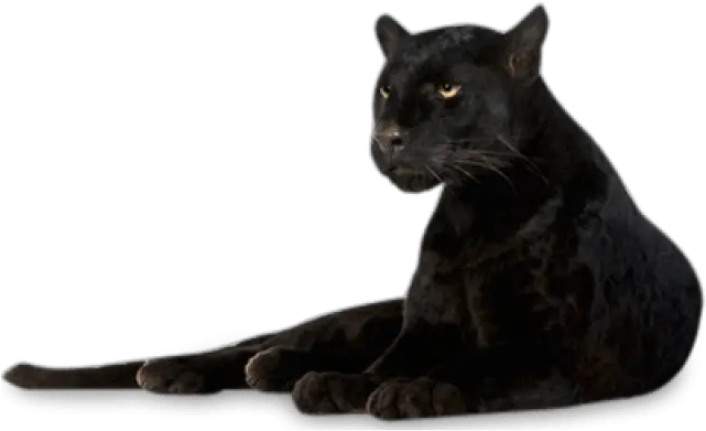  Black Panther Png Transparent Images Black Panther Animal Png