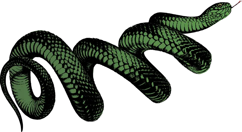  Coiled Snake Colour Png Transparent Snake Png