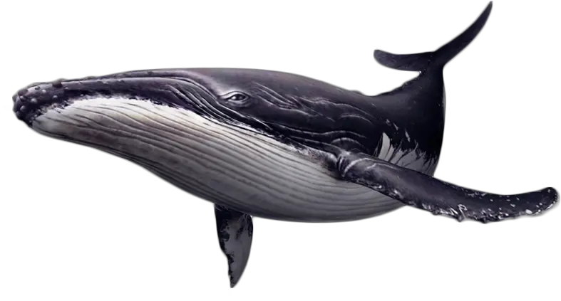  Portable Network Graphics Whales Clip Art Image Killer Humpback Whale Png