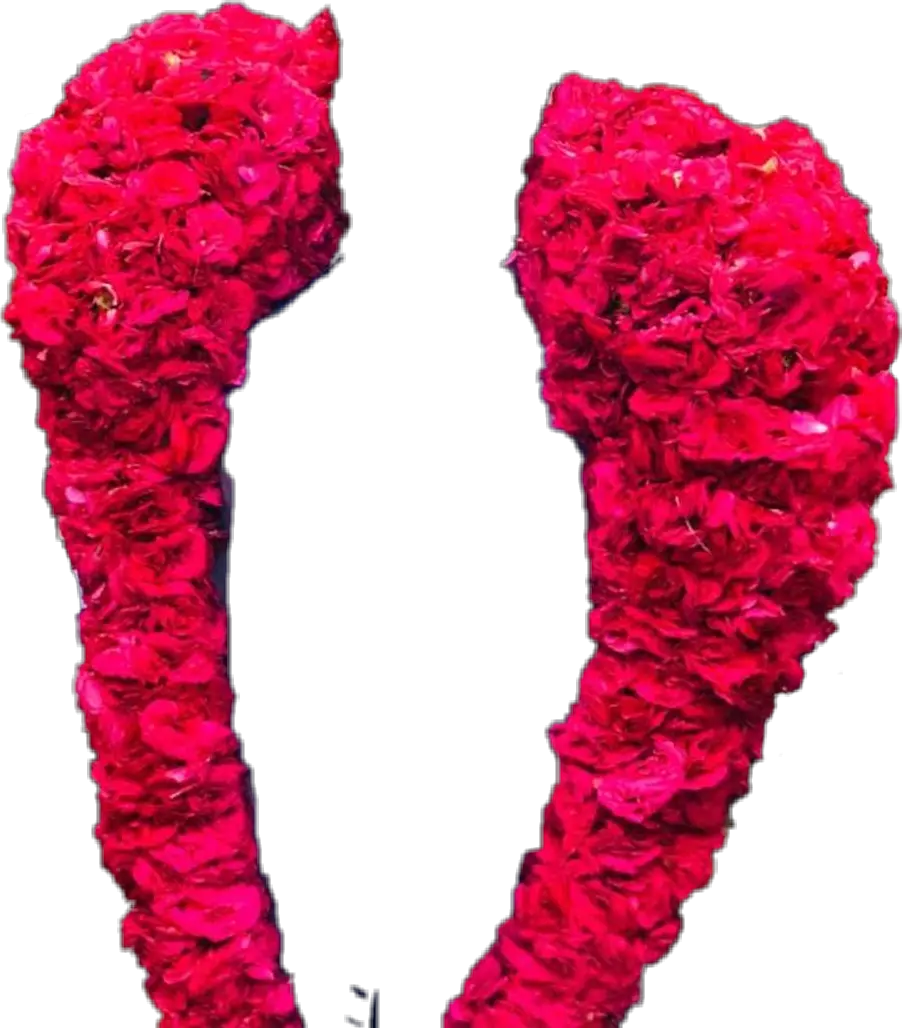  roja Malai Png Rose