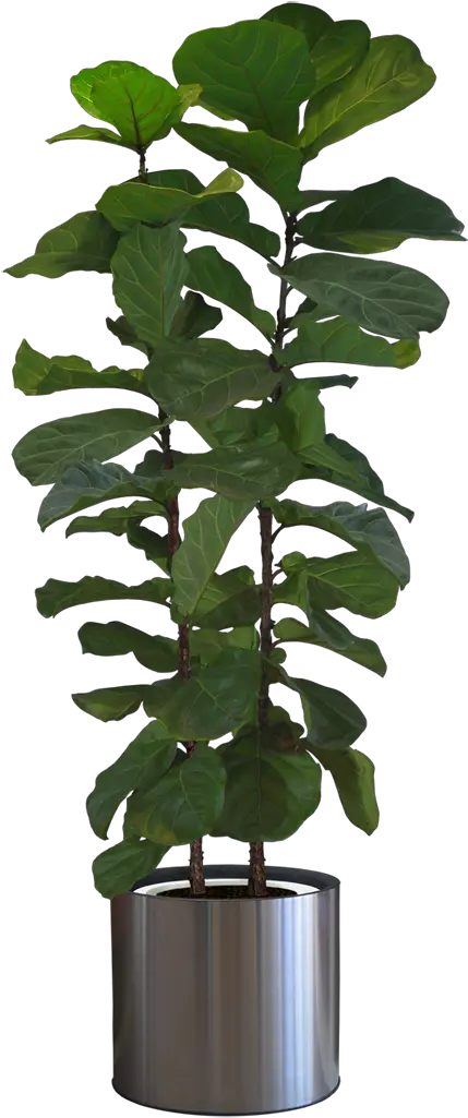  Potted Plants Png Download Indoor Potted Plant Png