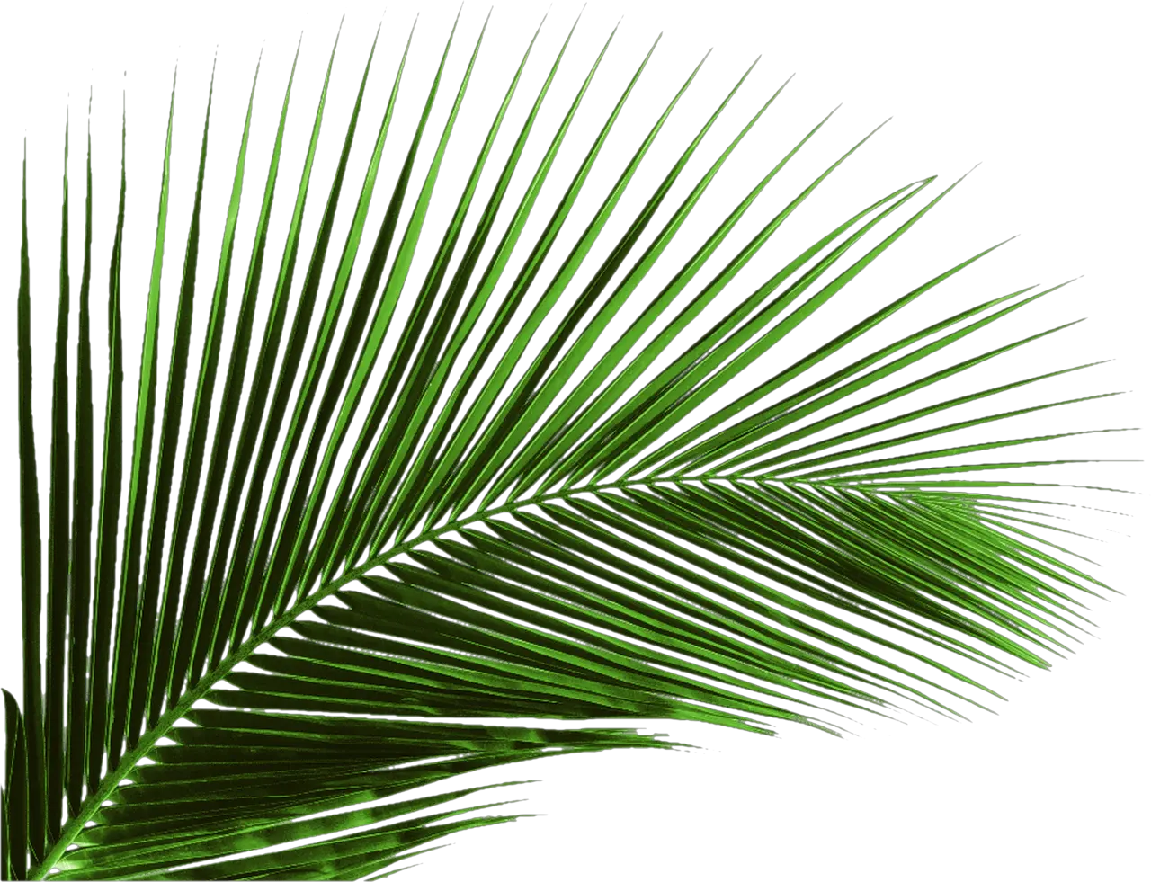  Arecaceae Leaf Palm Branch Tree Palm Tree Leaf Png