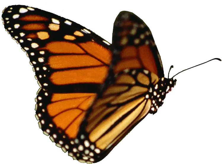  Butterflies Clipart Realistic Real Butterfly Transparent Background