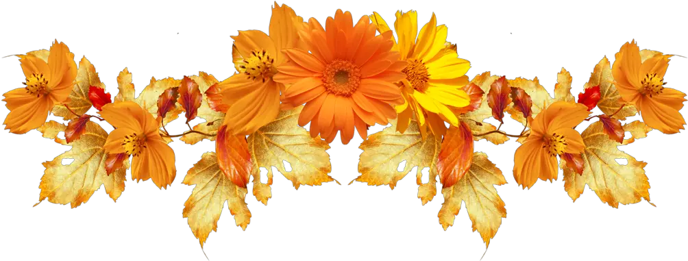  Transparent Background Orange Flowers Png