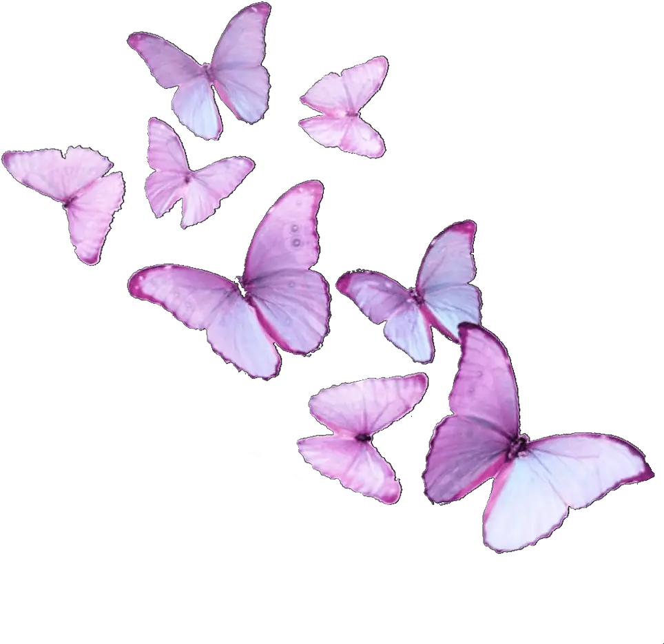  butterfly butterflies butterflyeffect butterflysticker Brush-footed Butterfly