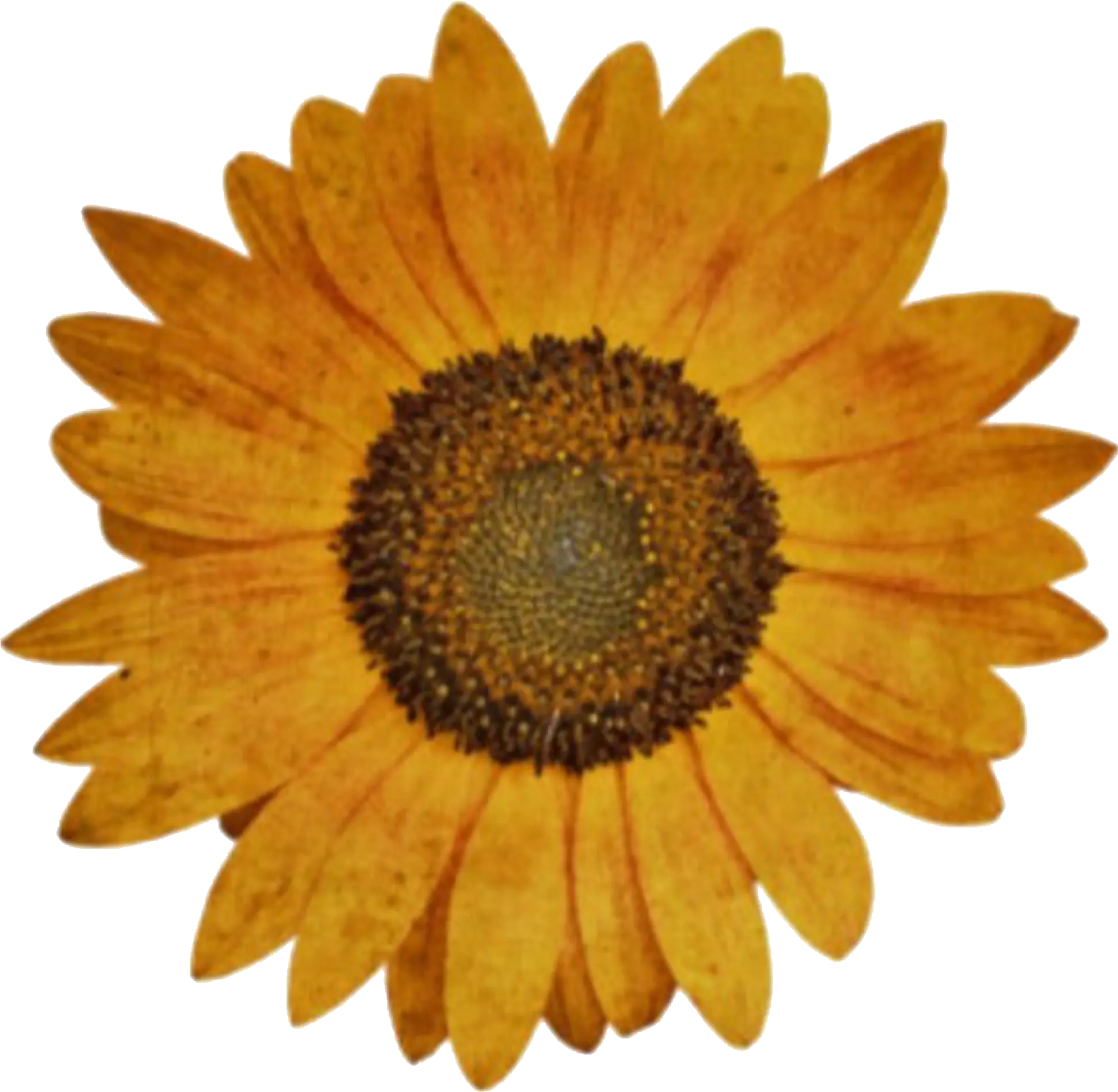  flower flowers png freetoedit sticker cute aesthetic Aesthetic Flower Sticker Png