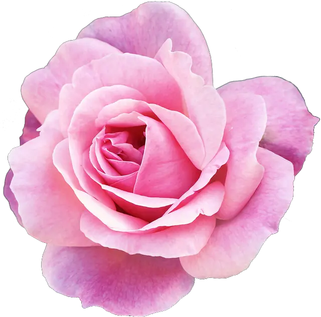  Pink Flower Png Tumblr Pink Flowers Tumblr Transparent