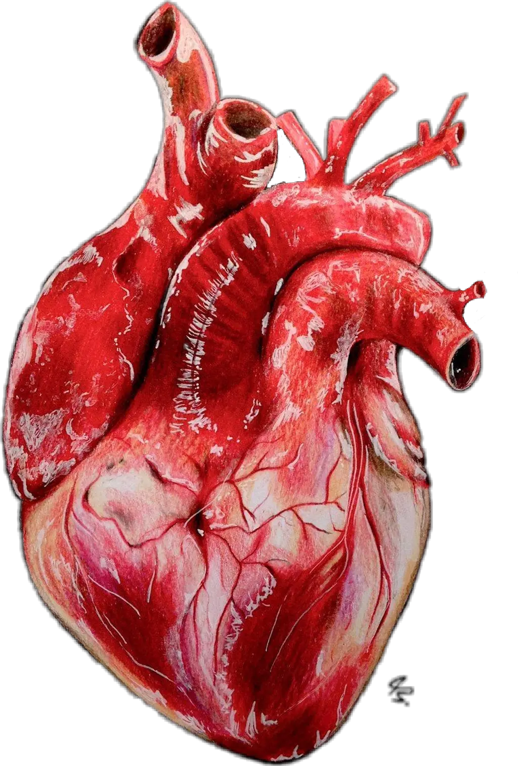  Drawing Realistic Heart
