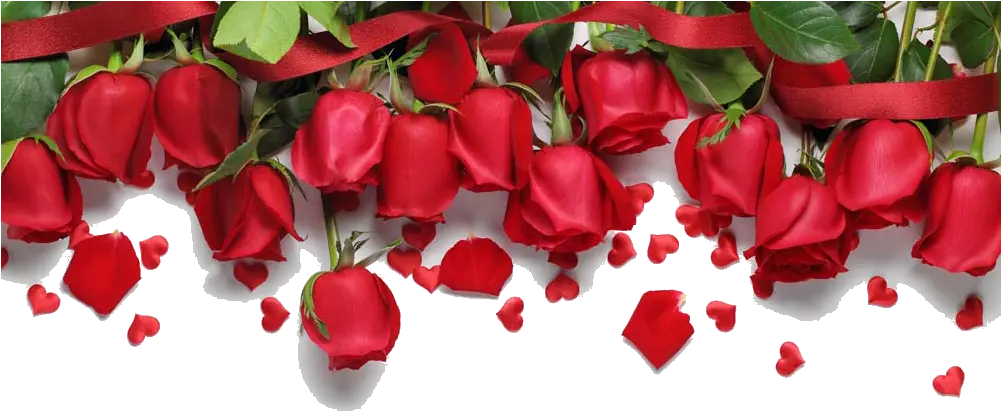  Transparent Rose Border Png Red Roses Background Hd