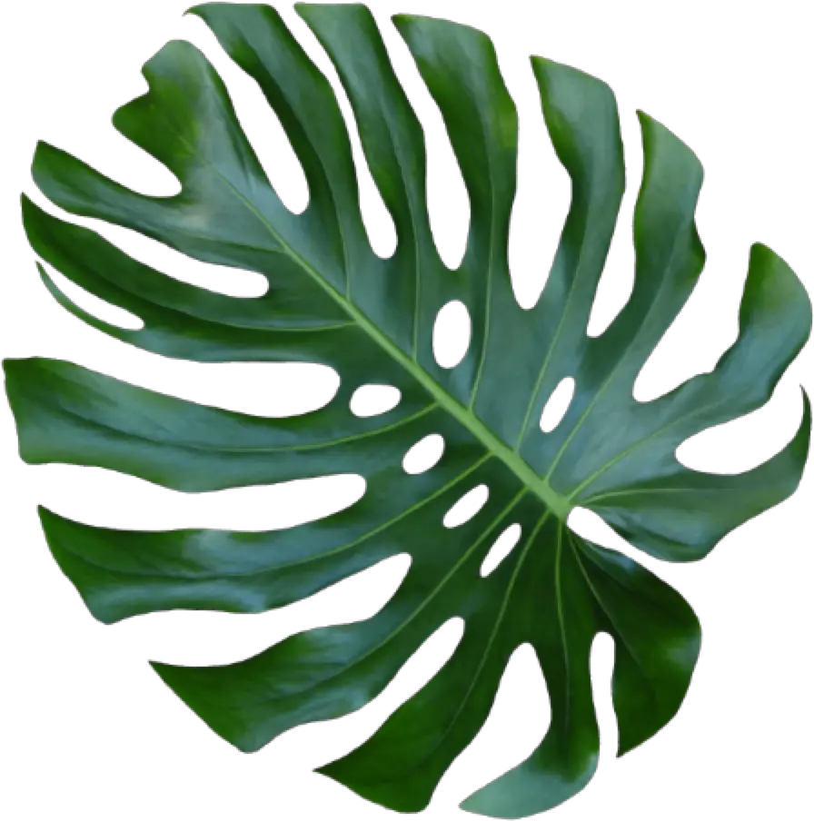  Monstera Leaf Png