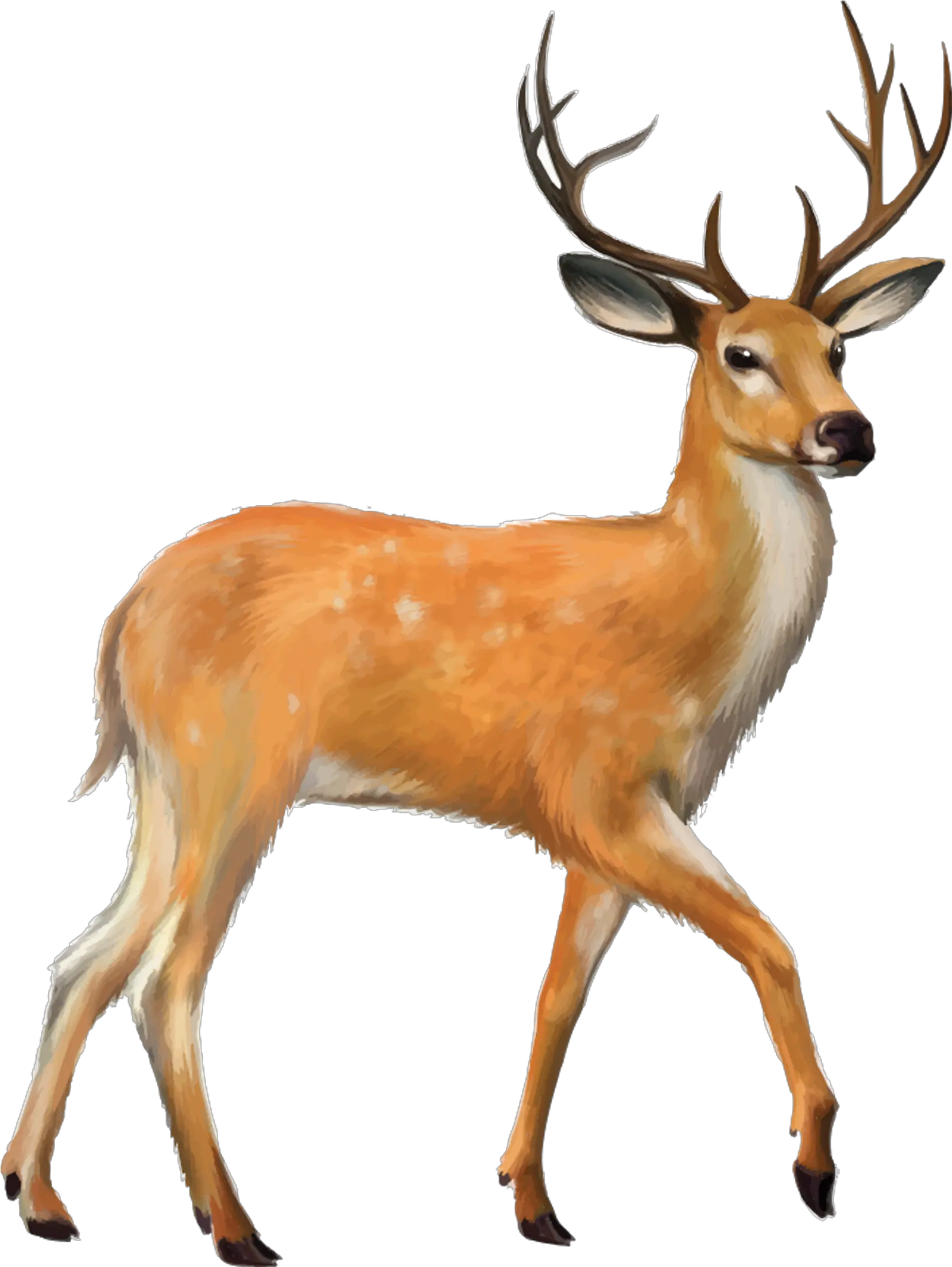  Deer Png Photo Background Deer Images Png
