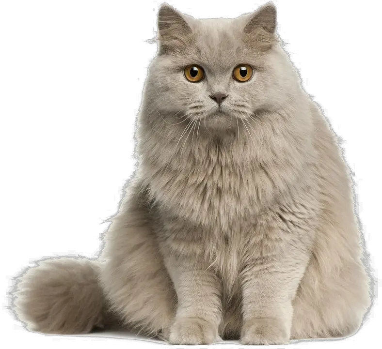  Cute Cat Transparent Image Cute Cat Png