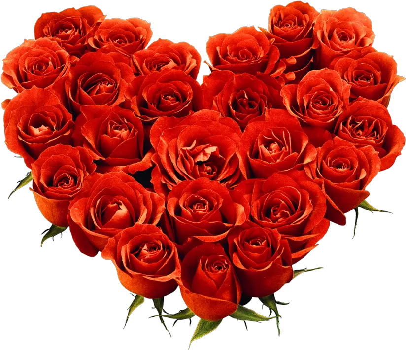  Red Rose Png Image Love Rose Flower Png