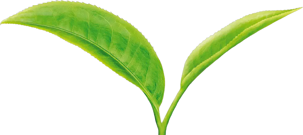 Tea Leaf Png Green Tea Leaves Png