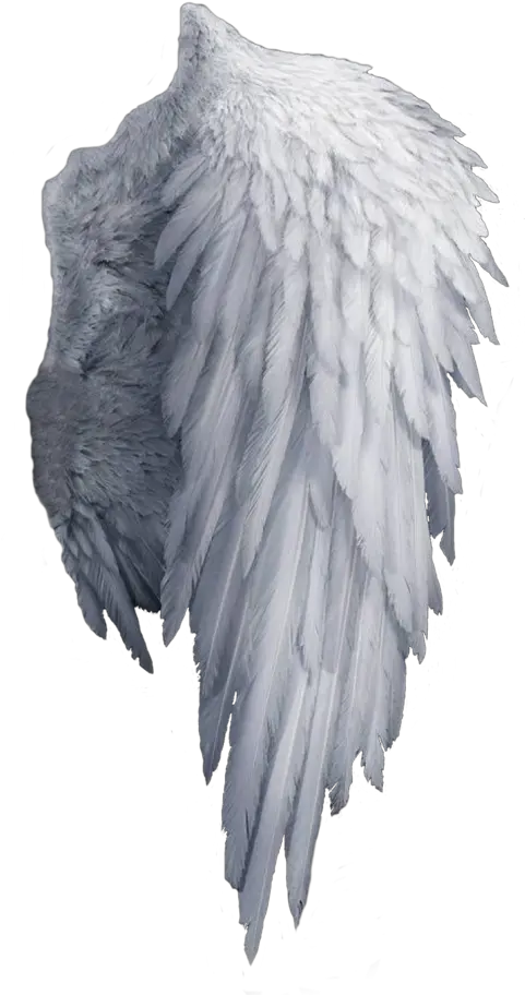  White Angel Wings Png