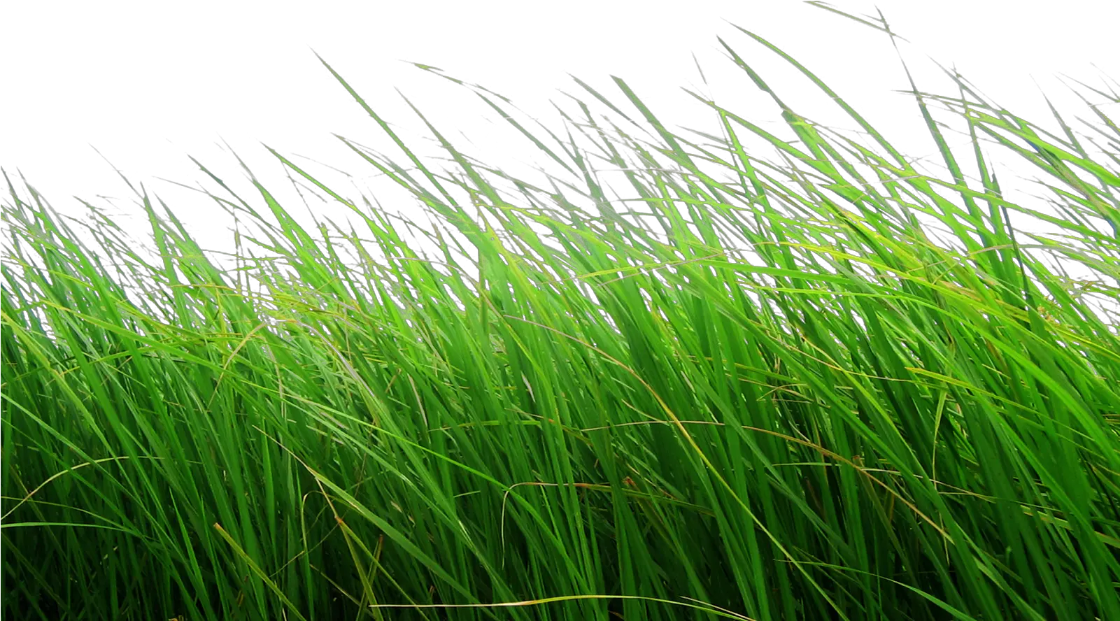  Cb Editing Flower Grass Png Cb Background Hd Grass