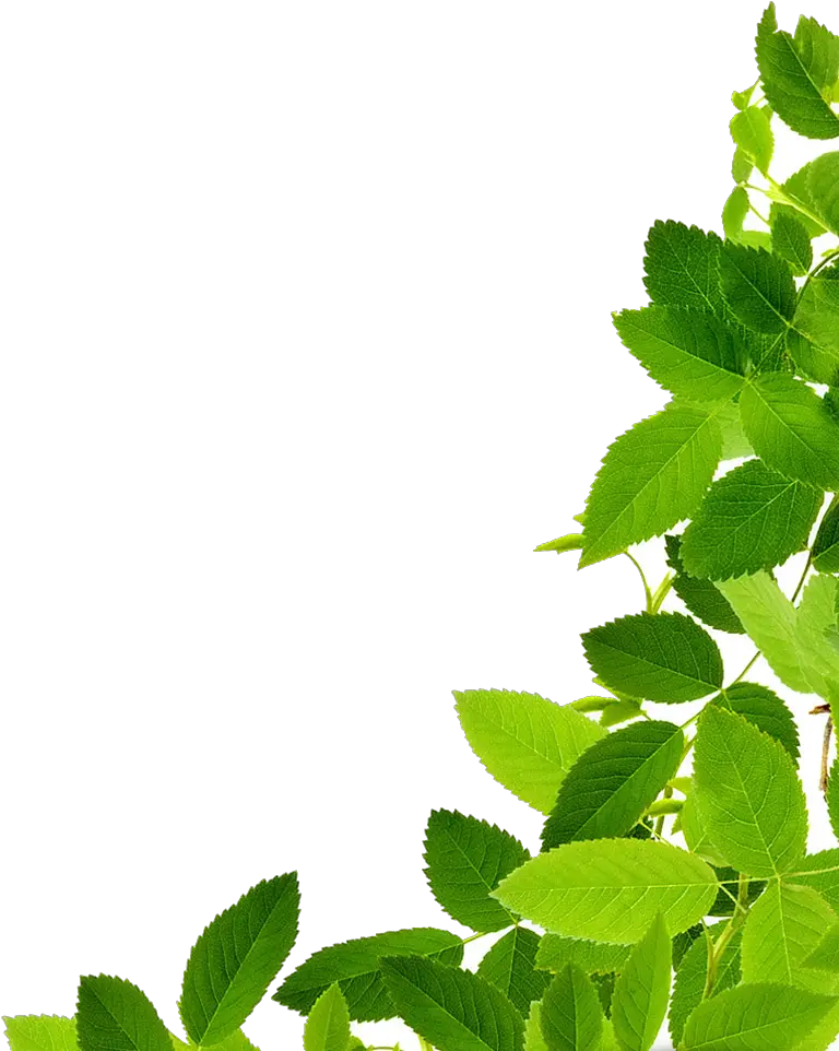  Leaves Download Image Clipart Green Leaf Png