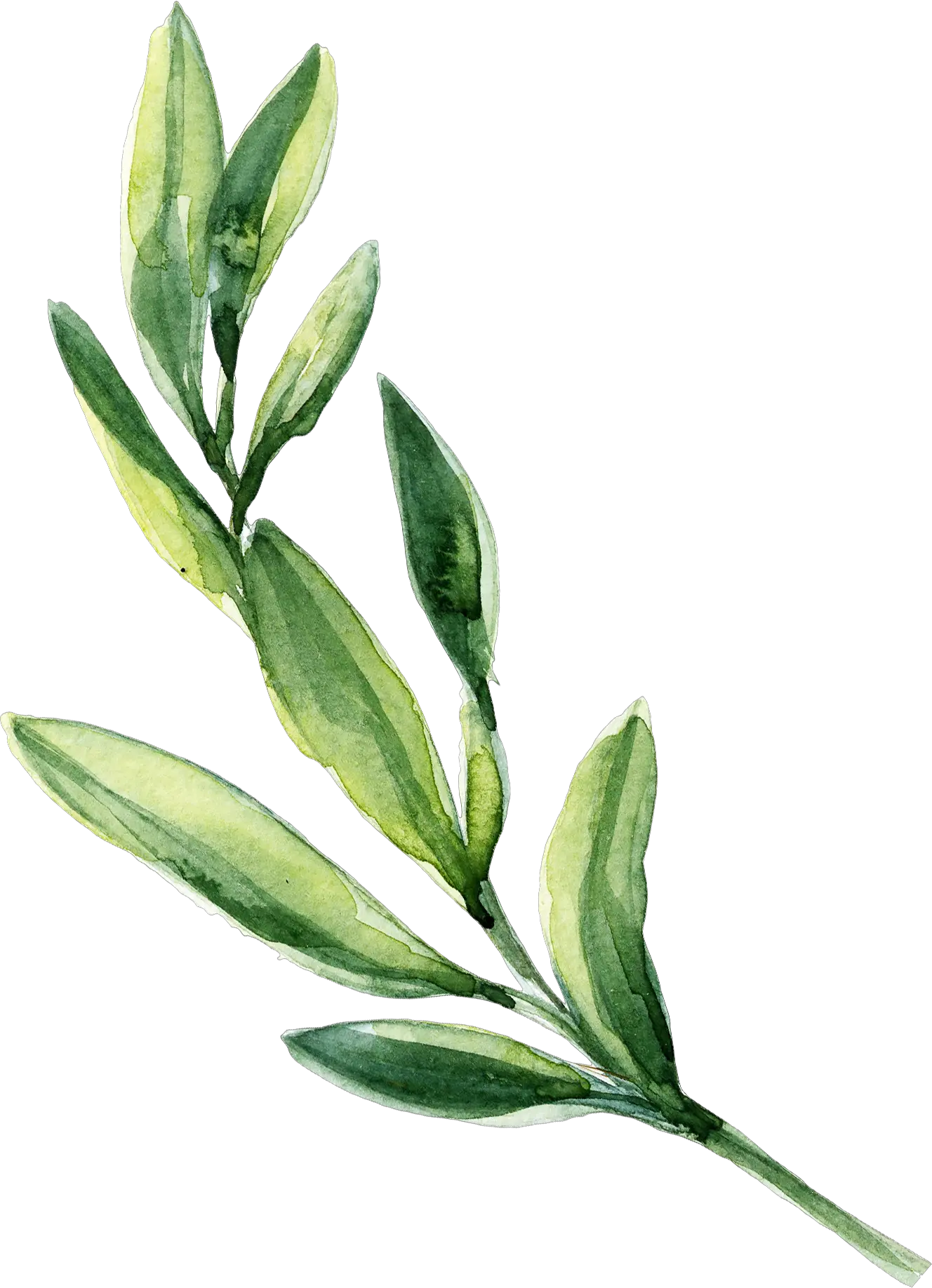 Watercolor Leaf Leaves Painting Green Download Hq Png Green Leaf Watercolor Png