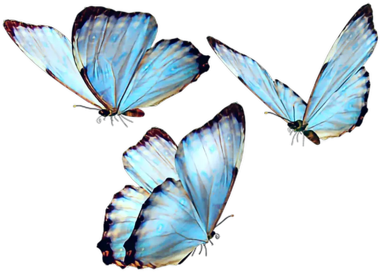  butterfly butterflies butterflys fly blue bluebutterfly Butterfly Png