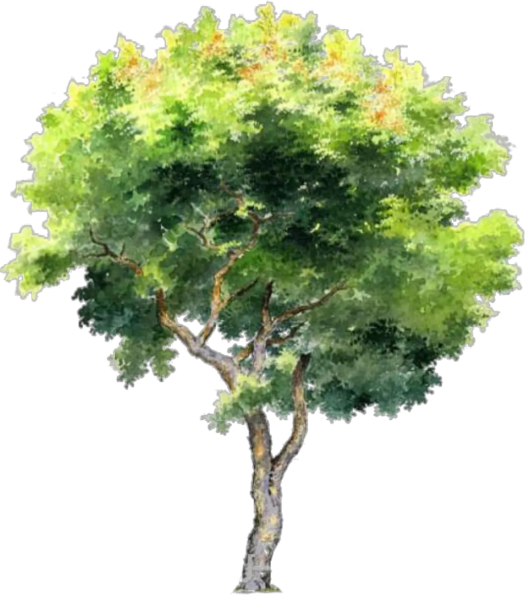  Architectural Rendering Watercolor Trees Png