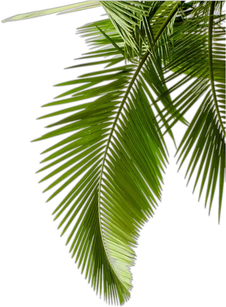  Plant Leaf Photography Tree Arecaceae Palm Leaves Clipart Palm Leaf Transparent Background