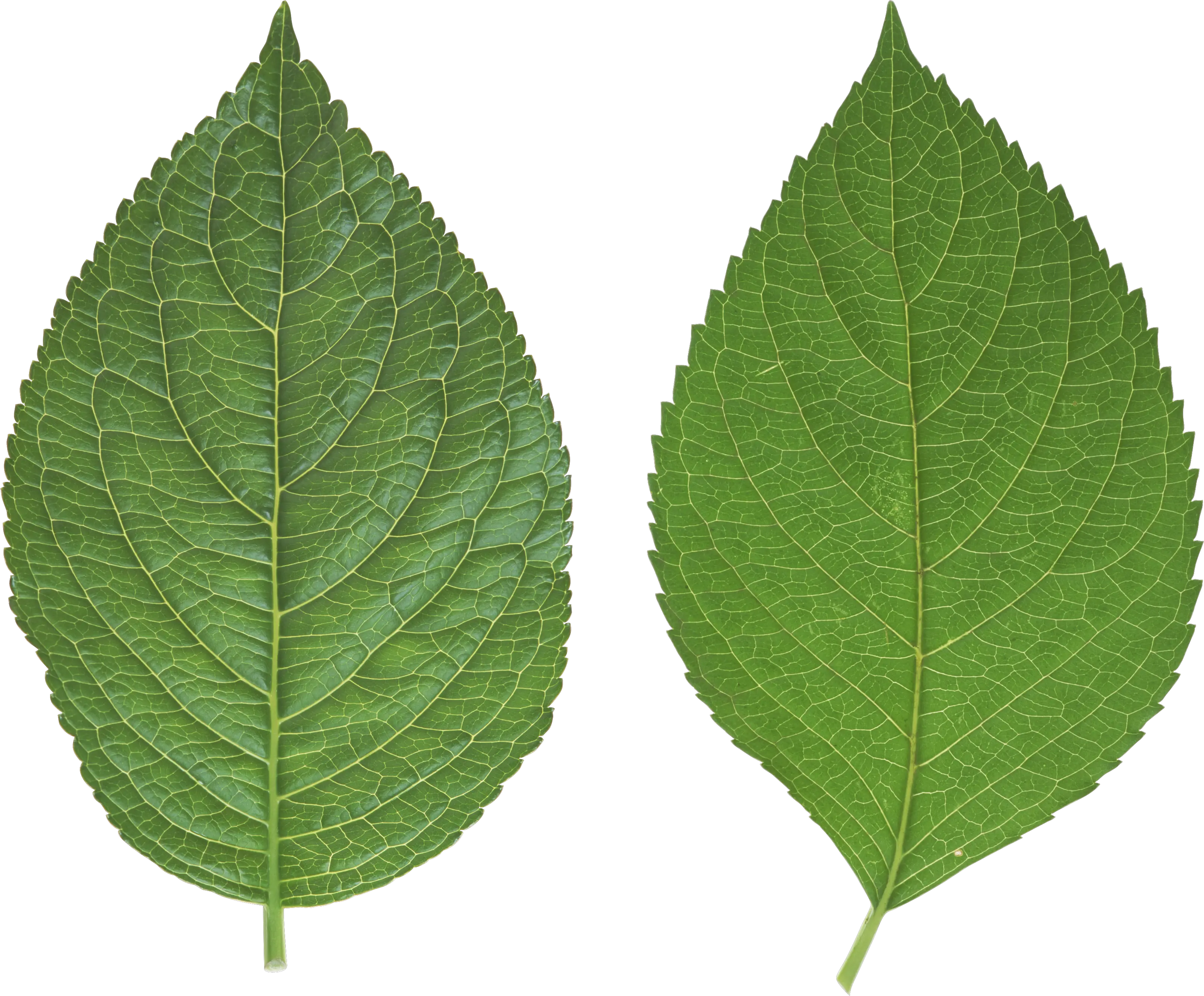  Green Leaf Png Transparent Leaf Png