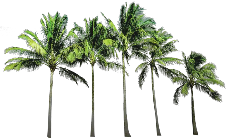  Transparent Palm Trees Png Coconut Tree Png File