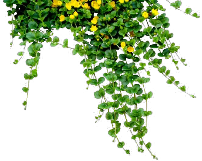  Plants Png Free Download Flower Plants Png