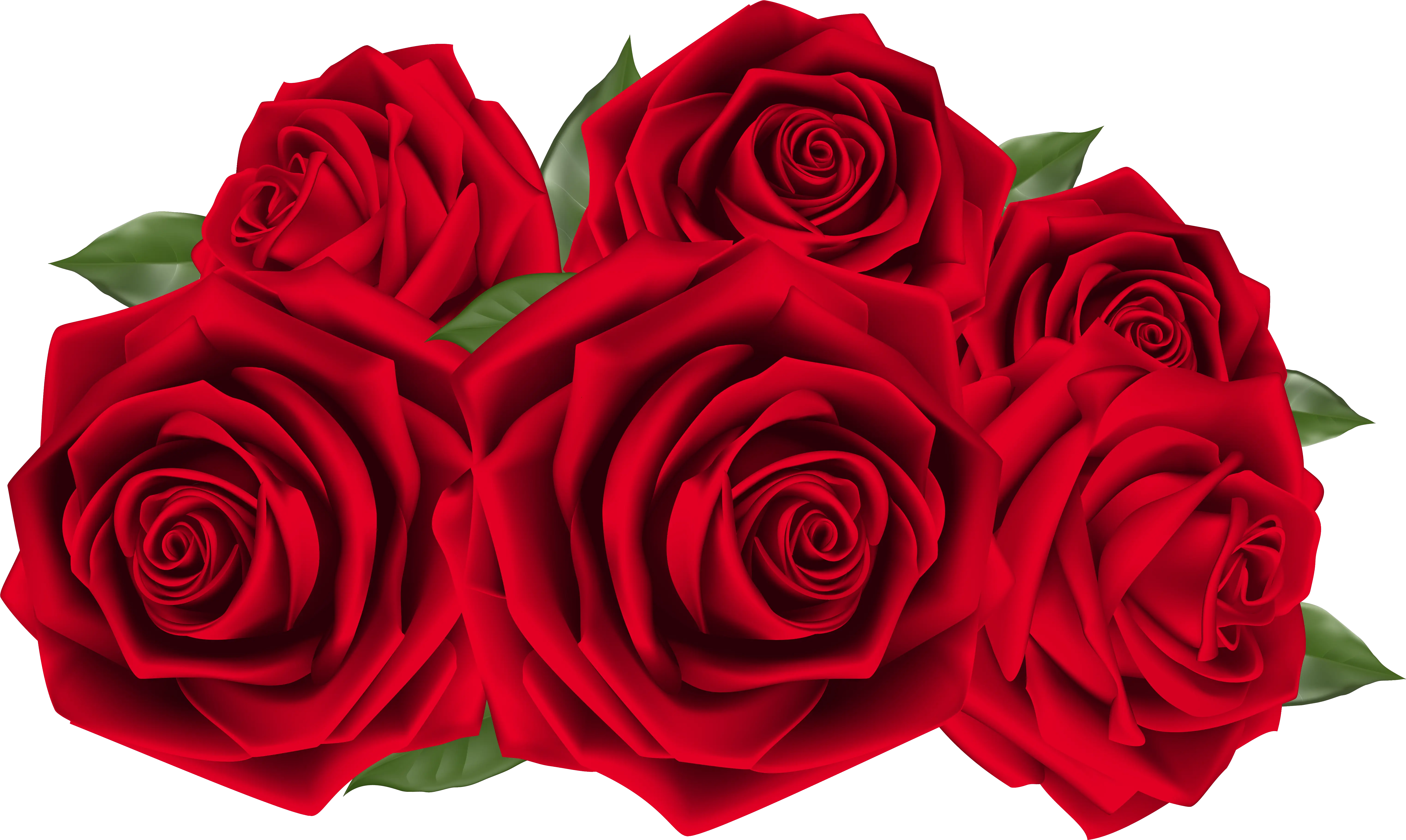  Transparent Roses Clipart Beautiful Red Rose Png