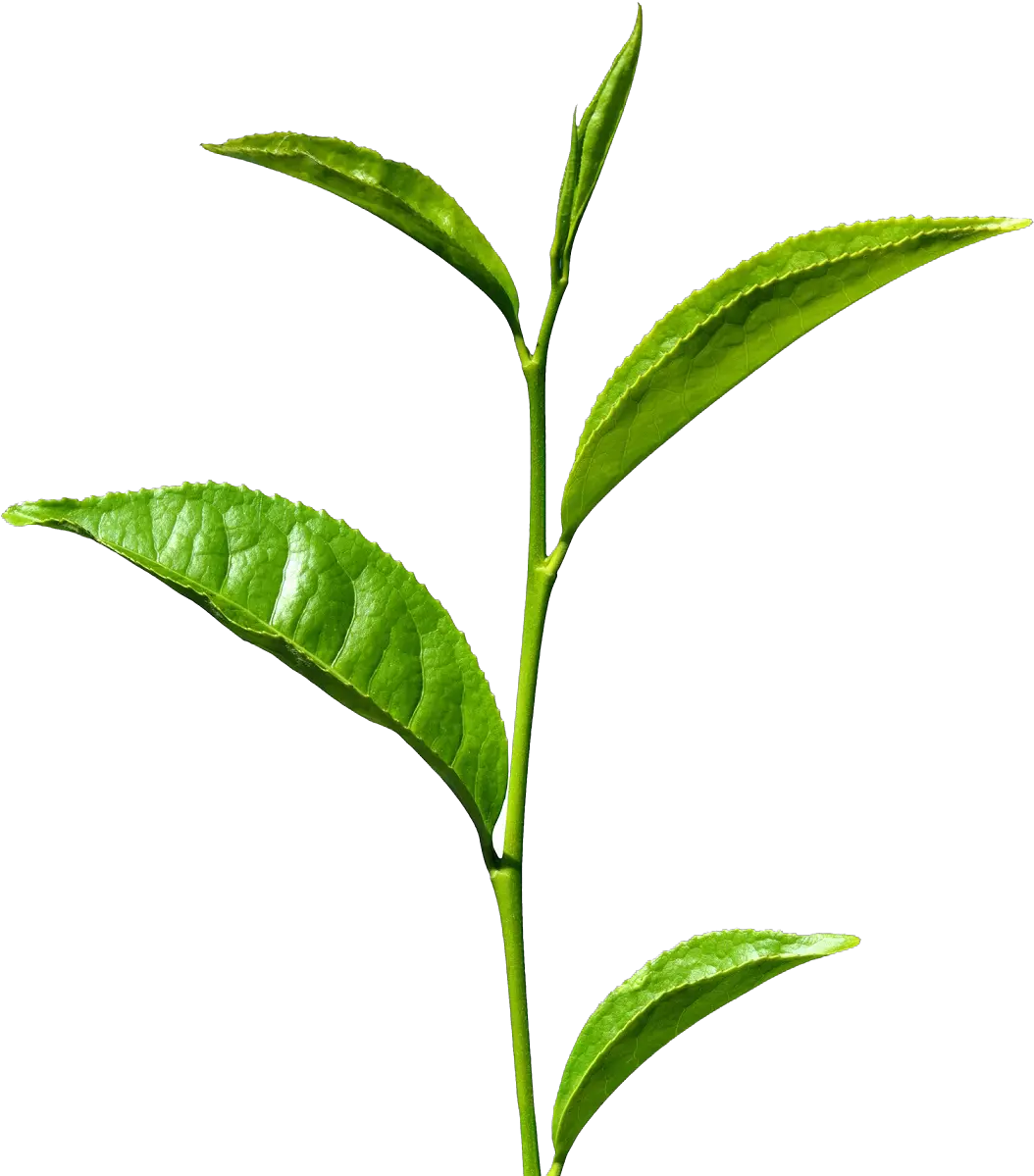  Green Tea Png Free Images Green Tea Leaf Png