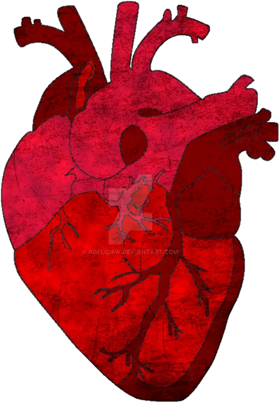  Heart Transparent Human
