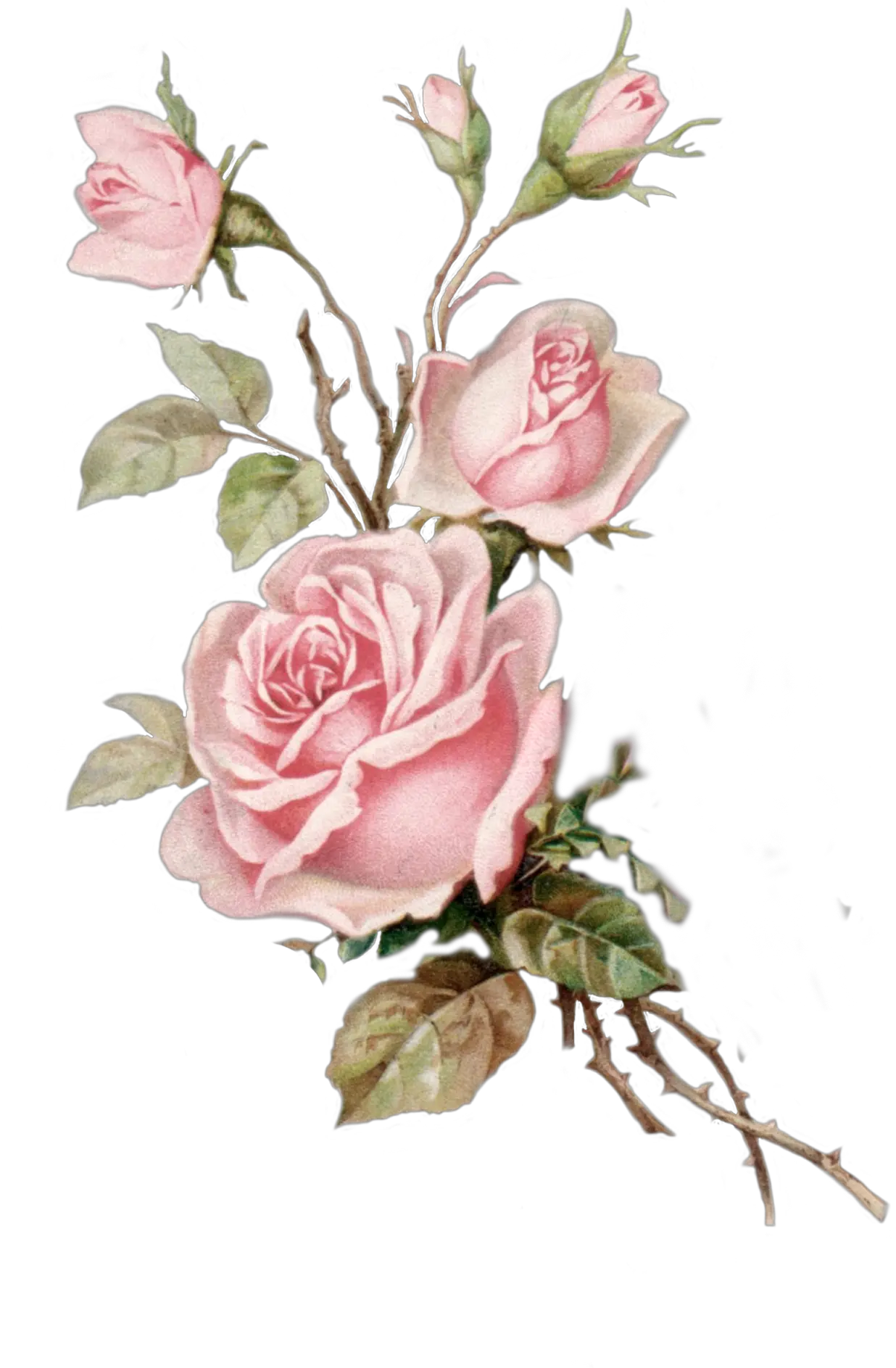  Vintage Roses Png Pink Roses Png