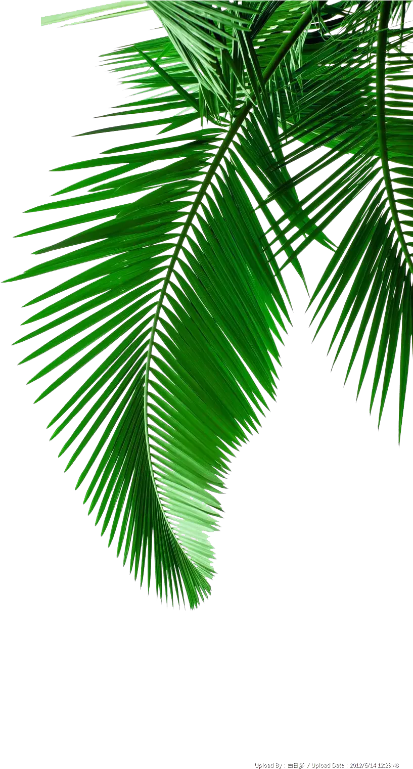  Picture Leaf Leaves Material Arecaceae Palm Green Clipart Transparent Coconut Leaf Png