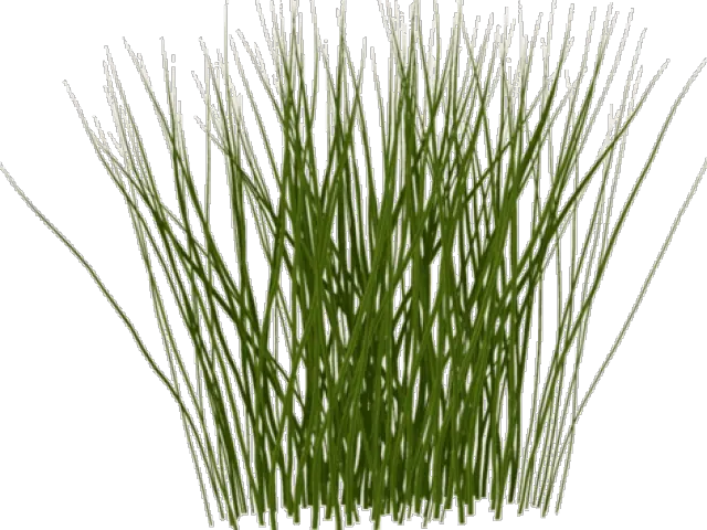  Tall Grass Texture Png