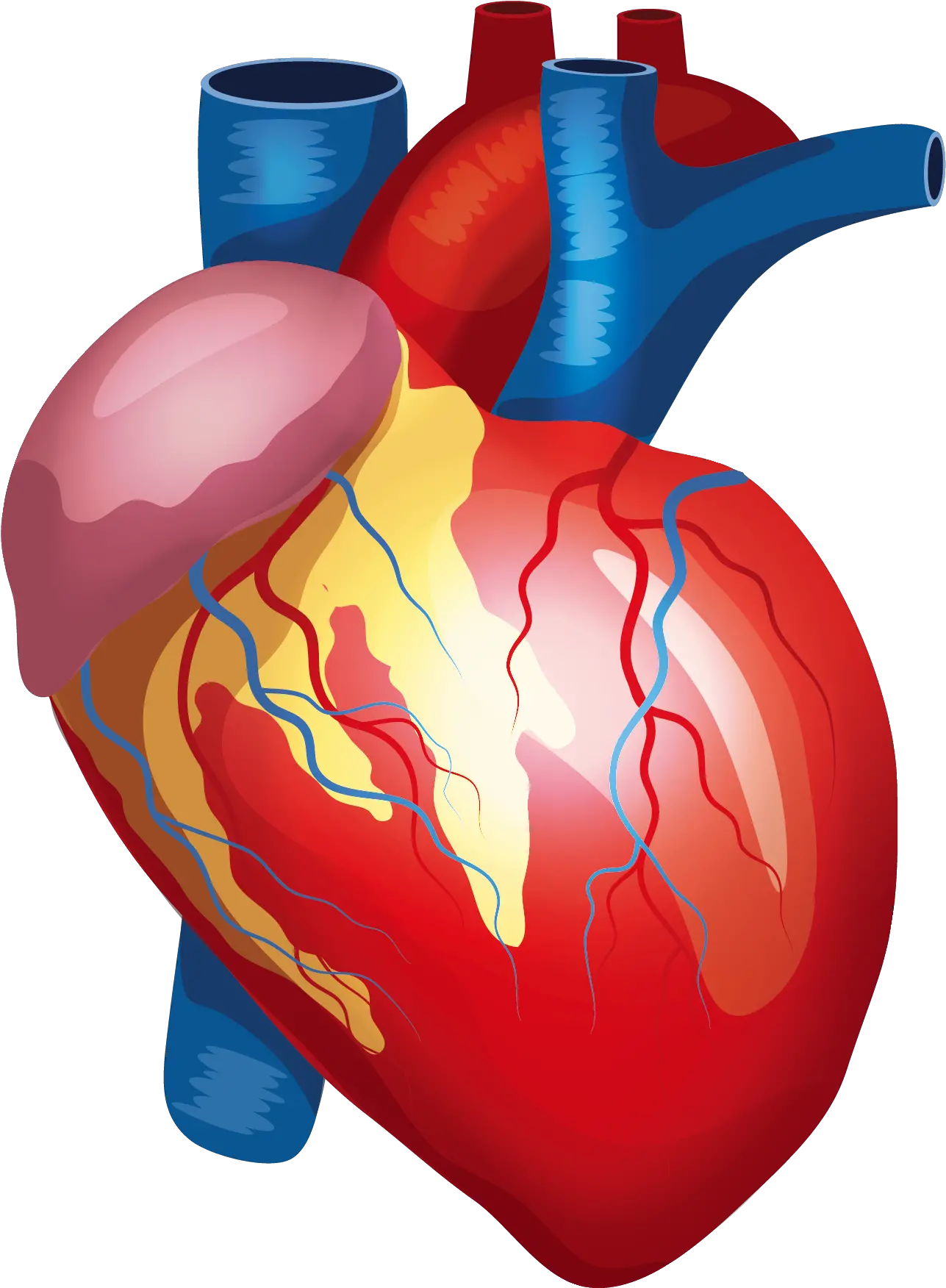  Anatomy Vector Human Heart Transparent Background Human Heart Png
