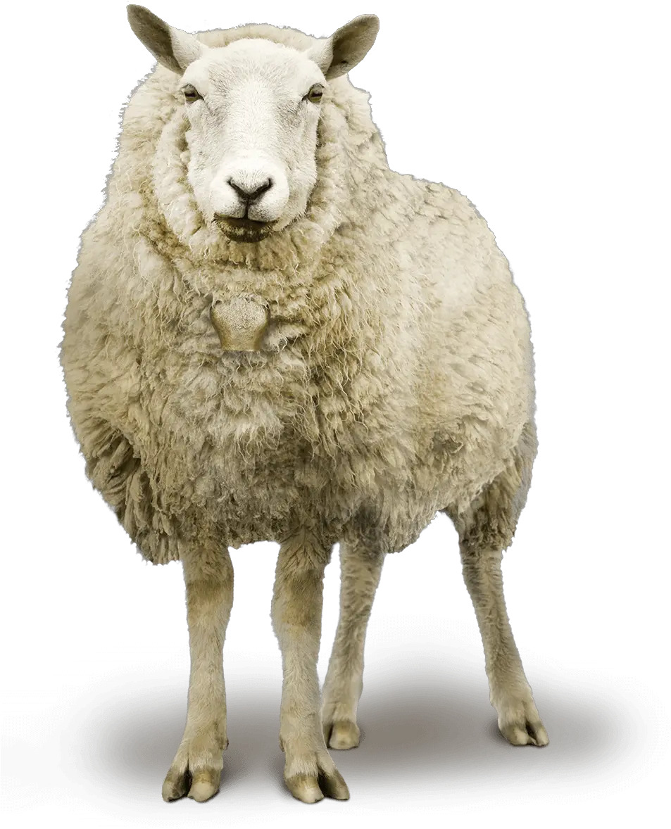  Sheep