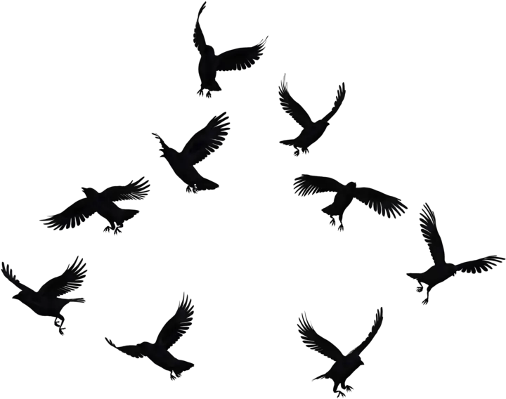  Flock Of Crows Crows Png