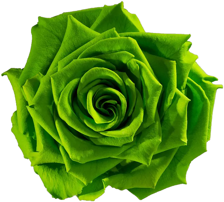  Green Flower