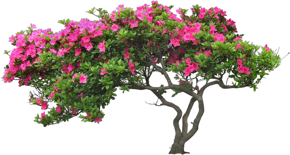  Bougainvillea Drawing Plant Banner Transparent Download Tree With Flower Png
