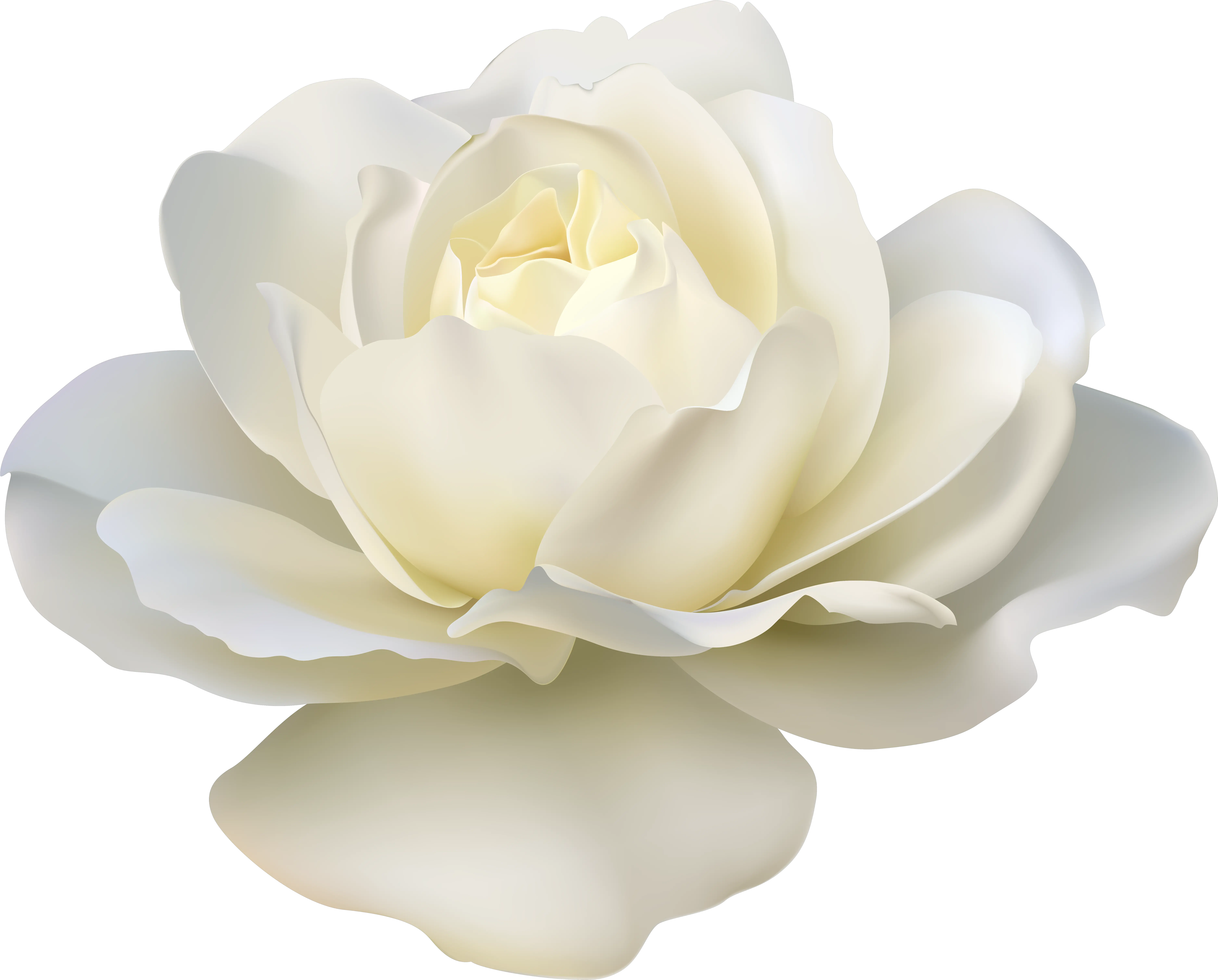  Rose White Flower Png