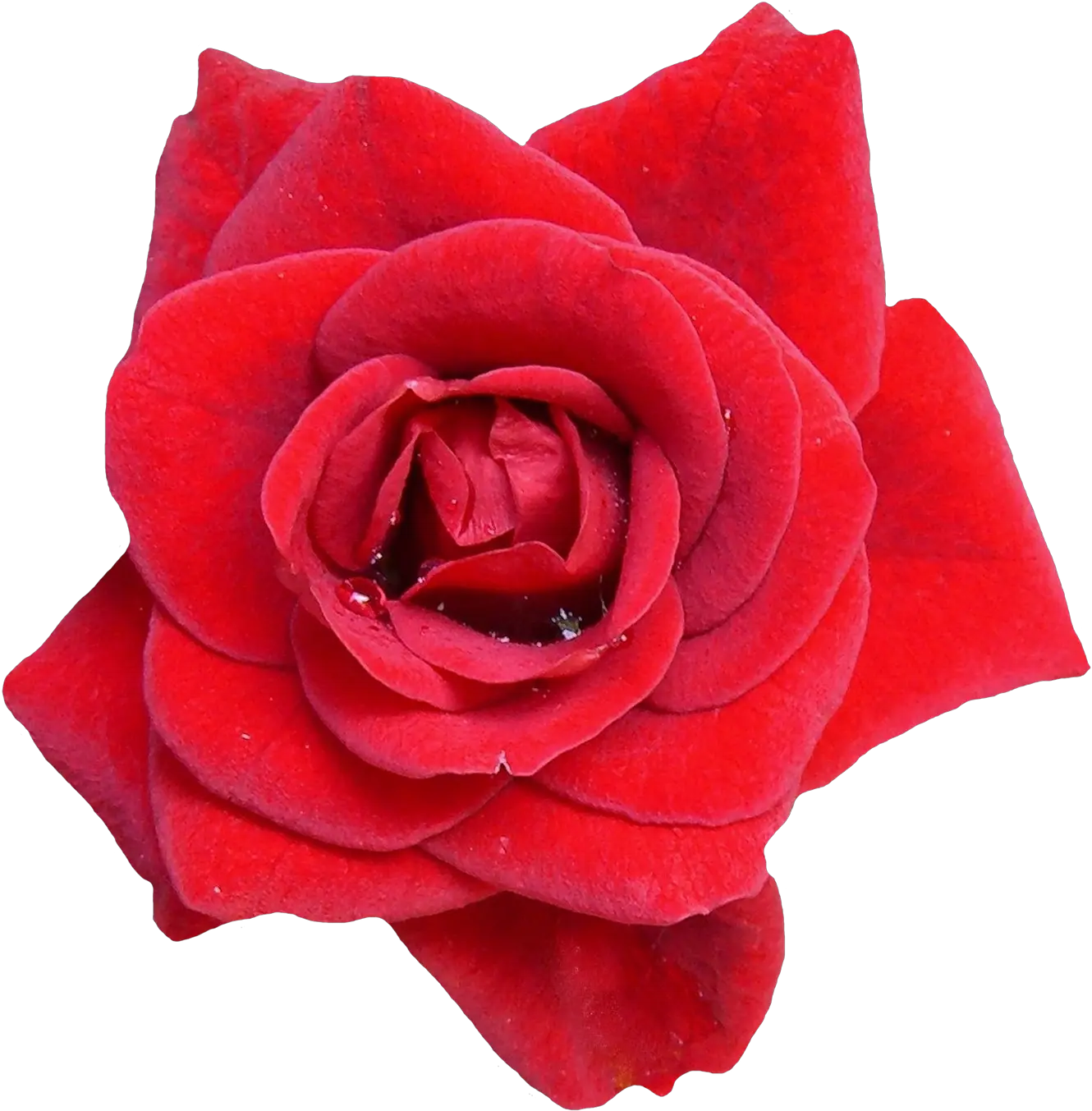  Red Rose Flower Png Image Red Rose Flower Png
