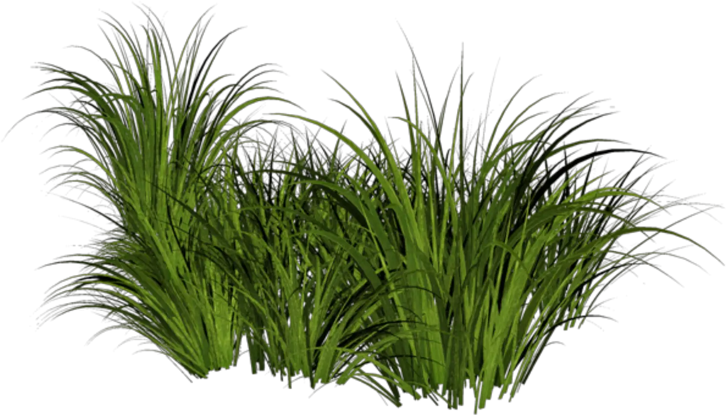  Beach Grass Png Jpg Free Stock Transparent Grass Png