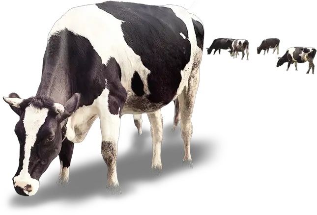  Dairy Cattle Milk Calf Dairy Cattle Cow And Calf Png
