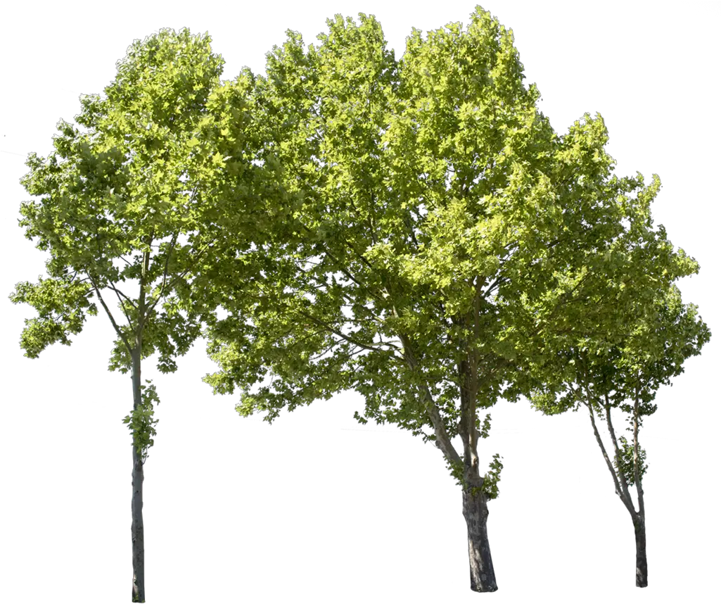 Group Of Trees Png