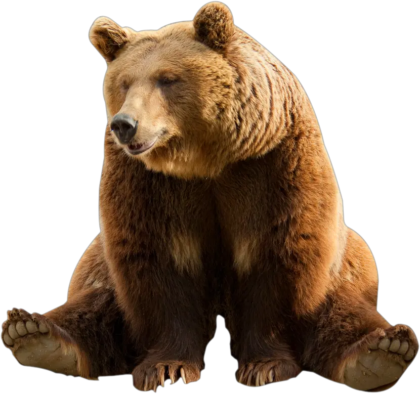  Grizzly-bear Transparent Background Brown Bear Transparent