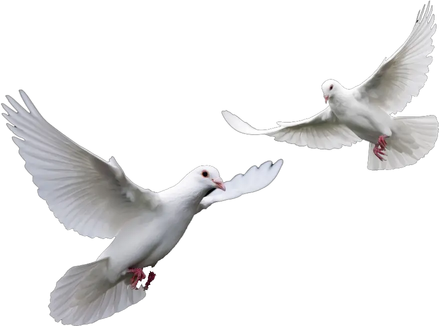  Transparent Clipart Doves For Funeral Doves Png