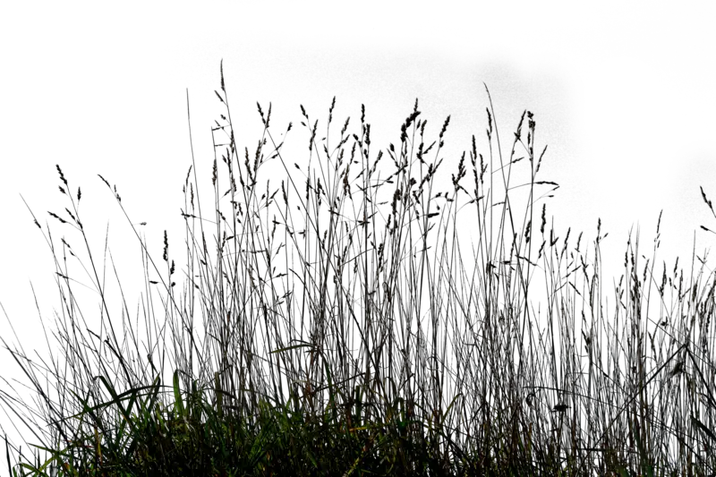  Gallery Tall Grass Png Transparent Long Grass Png