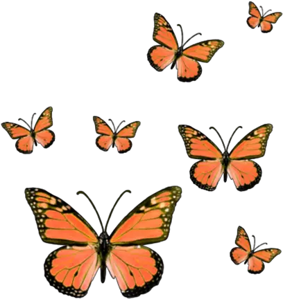  butterfly butterflies butterflys bug insect insects Hot Pink Butterfly Sticker