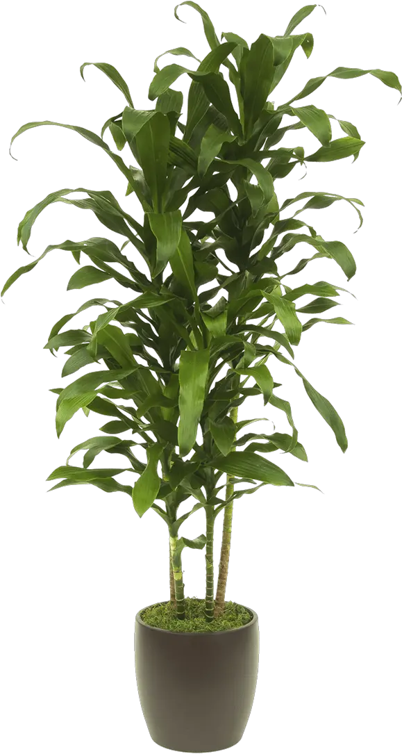  Clip Art Gallery Cityleaf Michiko Tall House Plant Png